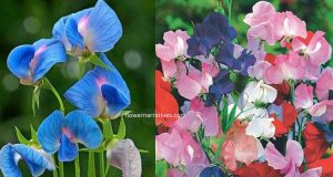 Sweet Pea flower different colors