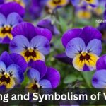 Violet Flower
