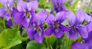 Violet flower meaning