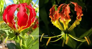 Zimbabwe national flower