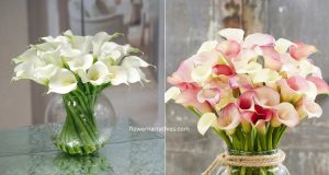 calla lily