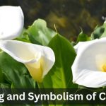 calla lily flower
