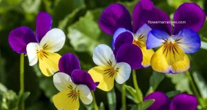 violet flower symbolism