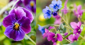 violet flowers