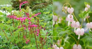 Bleeding Heart (Dicentra spectabilis) Flower