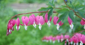 Bleeding Heart Flower