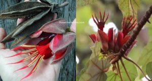Chiranthodendron pentadactylon