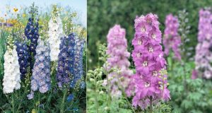 Delphinium different colors meaning