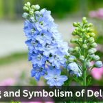 Delphinium flower