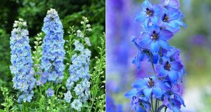 Delphinium flower meaning