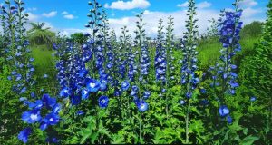 Delphinium flower symbolism