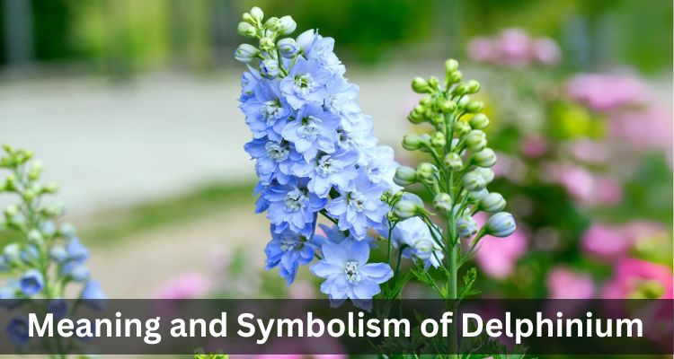 Delphinium flower