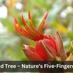 Devil's Hand Tree