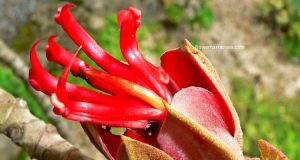 Devil's Hand Tree Chiranthodendron pentadactylon