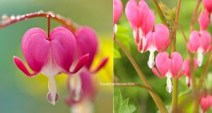 Dicentra spectabilis