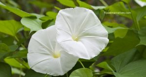 Moonflower