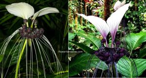 Tacca integrifolia
