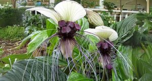 Tacca integrifolia White Orchid Flower