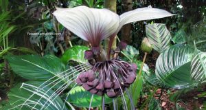 Tacca integrifolia White Orchis Flower