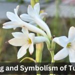 Tuberose flower