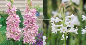 Tuberose flower Different colors