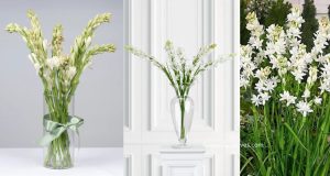 Tuberose flower Meaning