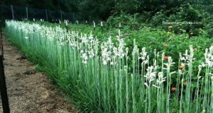 Tuberose flower symbolism