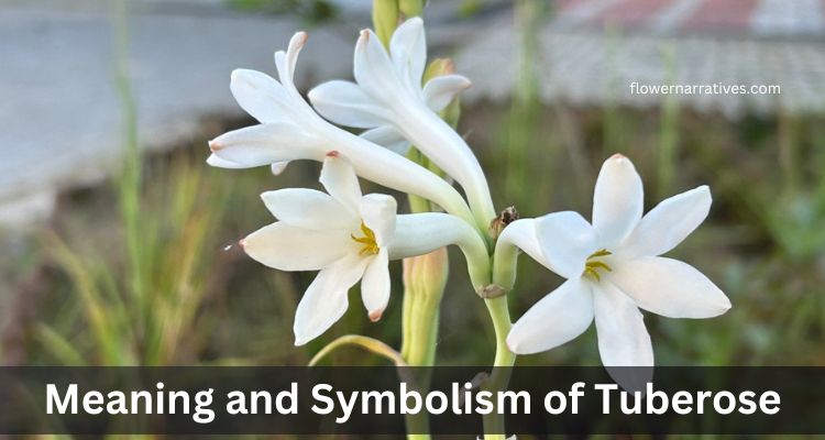 Tuberose flower
