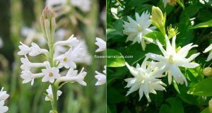 White Flower