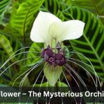 White Orchid Flower