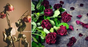 Why Flowers Die Too Soon Myths