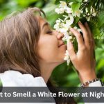 Why Some Say Never to Smell a White Flower at Night