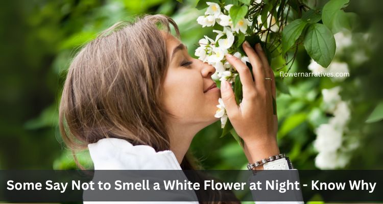 Why Some Say Never to Smell a White Flower at Night