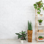 Indoor Plants That Instantly Refresh Your Home