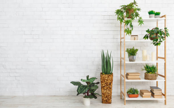 Indoor Plants That Instantly Refresh Your Home