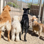 Senior Dogs Need Special Accommodations