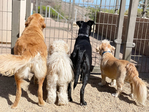 Senior Dogs Need Special Accommodations