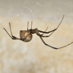Common House Spiders Found
