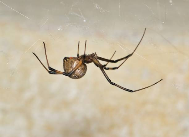 Common House Spiders Found