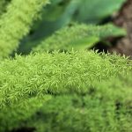 Foxtail Fern Plant Profile: An Ultimate Guide
