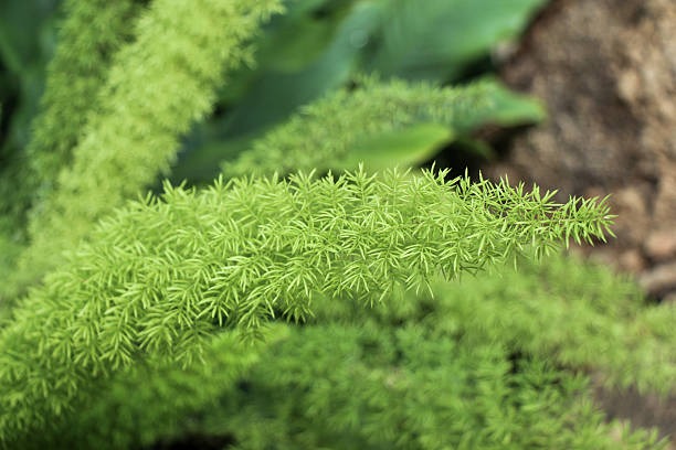 Foxtail Fern Plant Profile: An Ultimate Guide