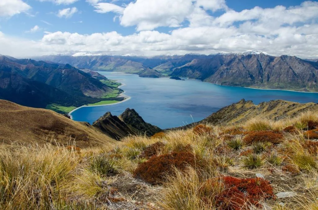 New Zealand’s Native Flora
