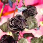 The Secret Meaning Behind Rare Black Roses