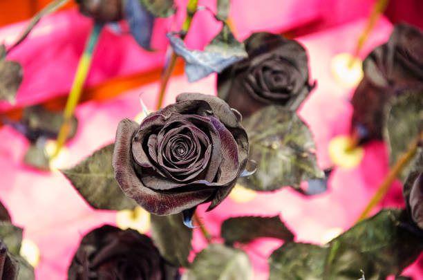The Secret Meaning Behind Rare Black Roses