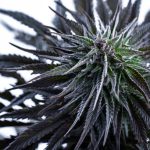 Quality Terpenes