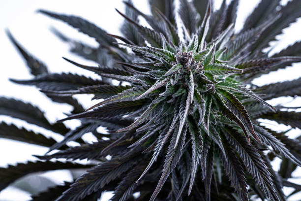 Quality Terpenes